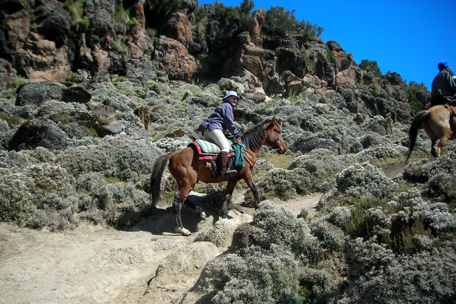 Abyssinian Horses